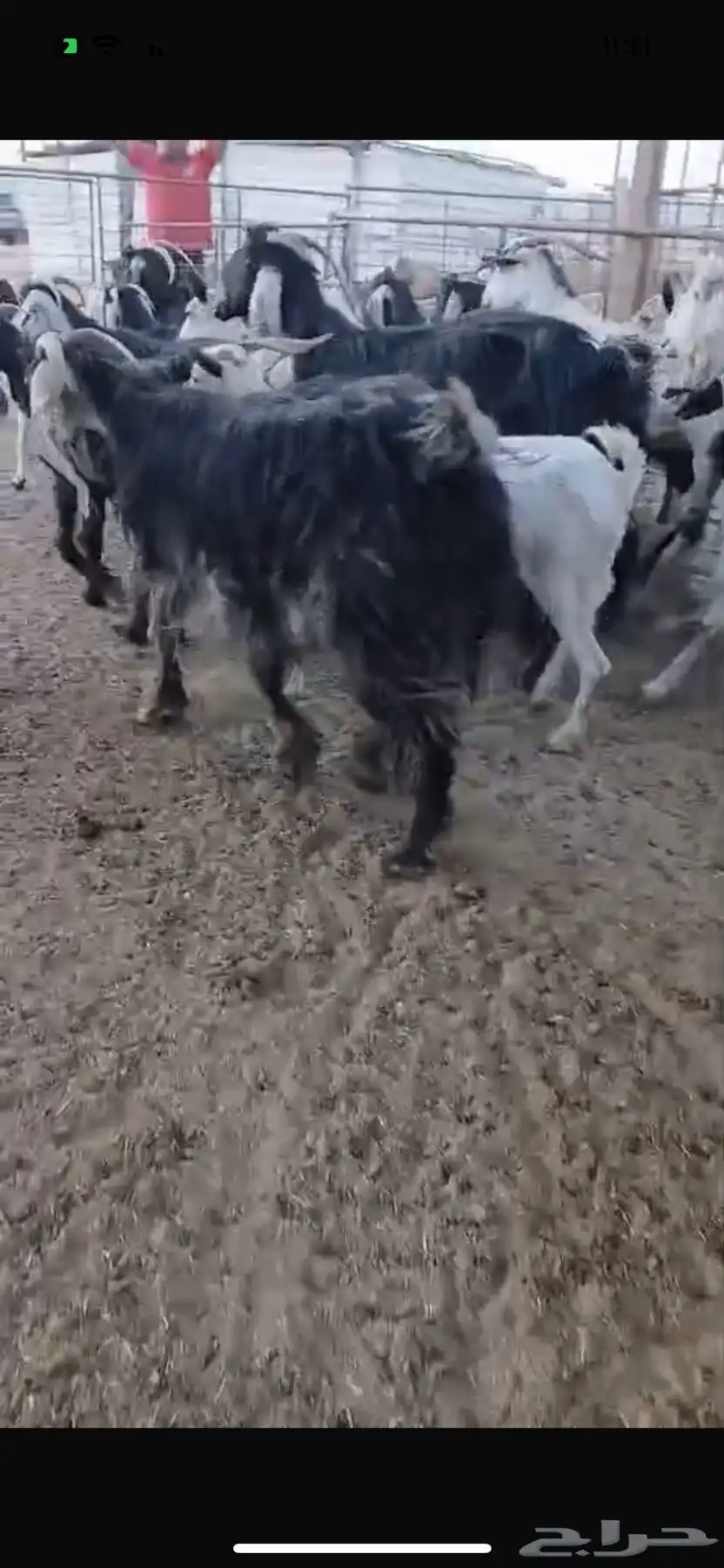 معزا 5