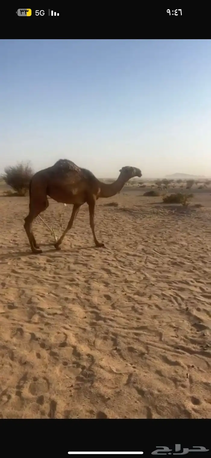 بكرة صفرا حقه عليانيه 0