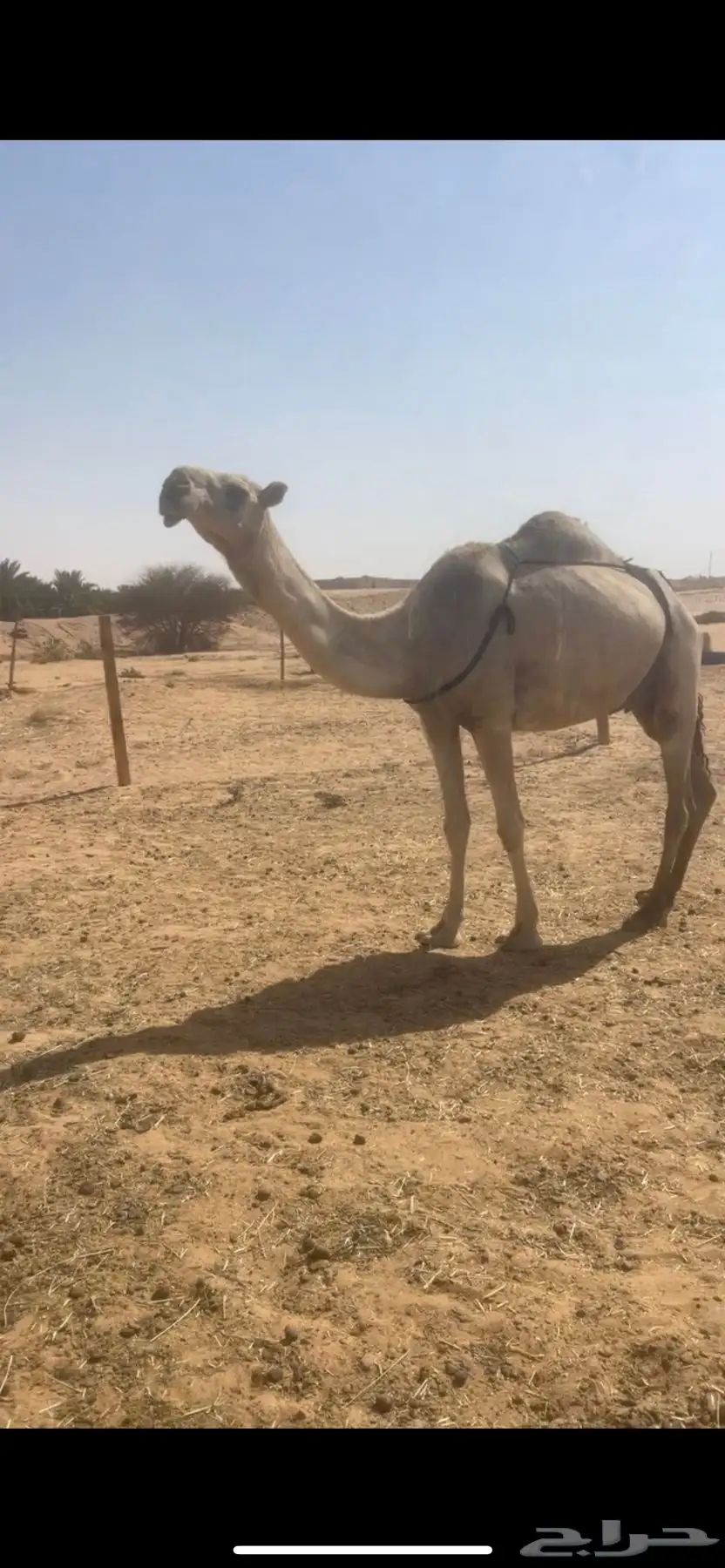 عشرا شقحا 1