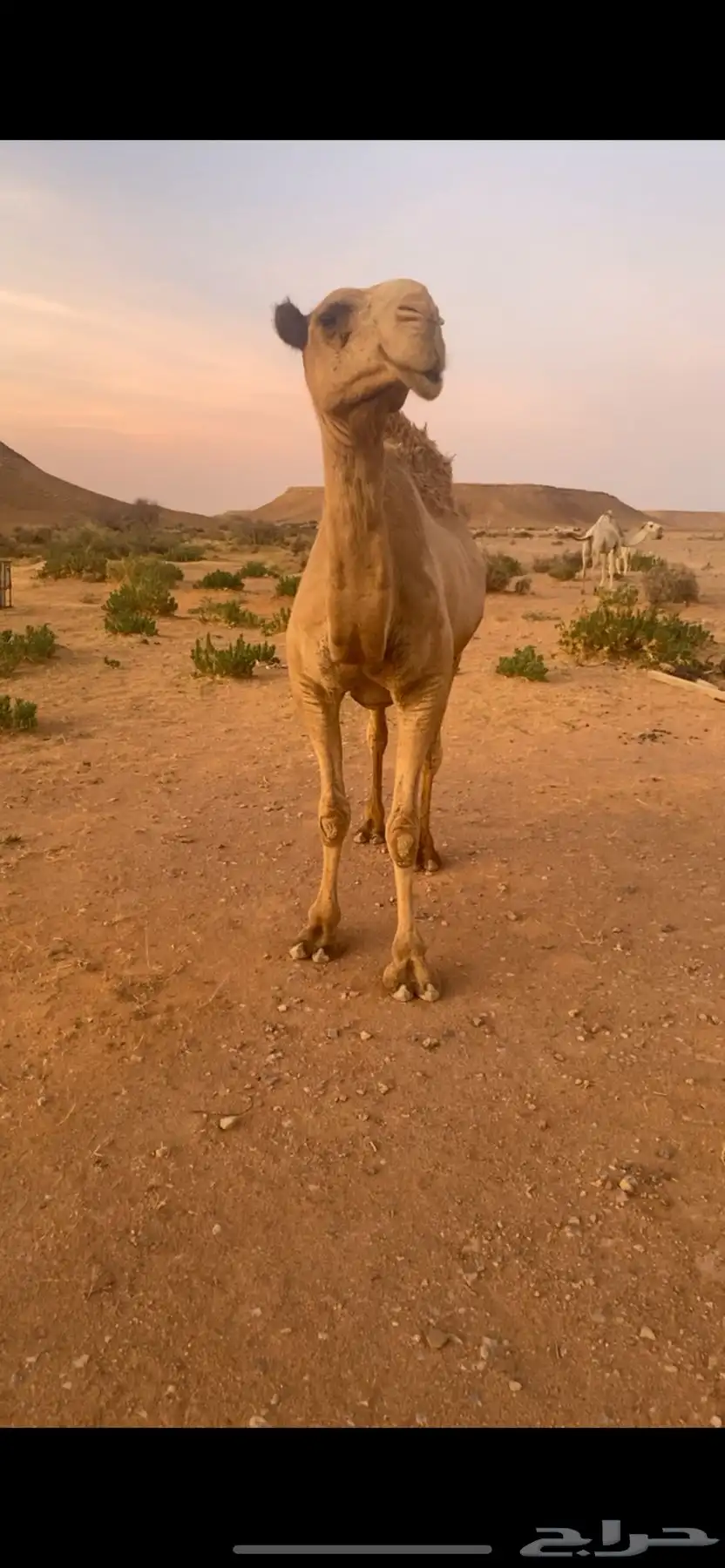 للبيع عشرا ضريبة شعلا 0