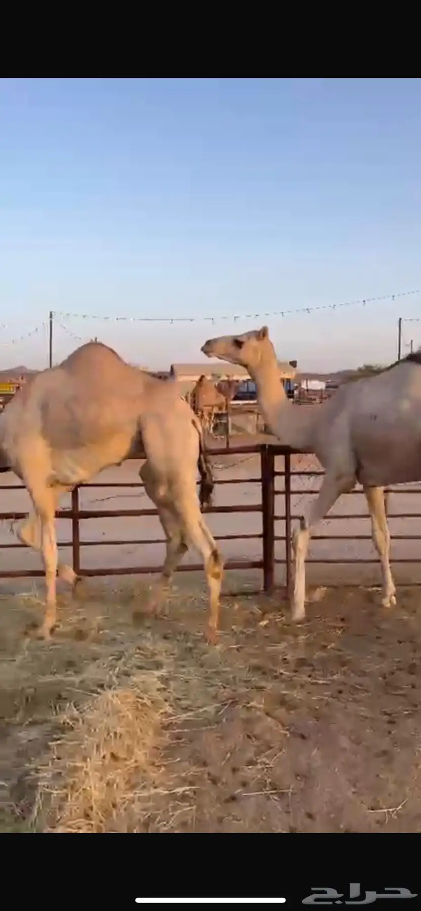 قعودين للبيع الموقع خميس مشيط 3