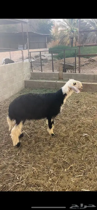 طلي نجدي ذبيحة ( تم البيع ) 0