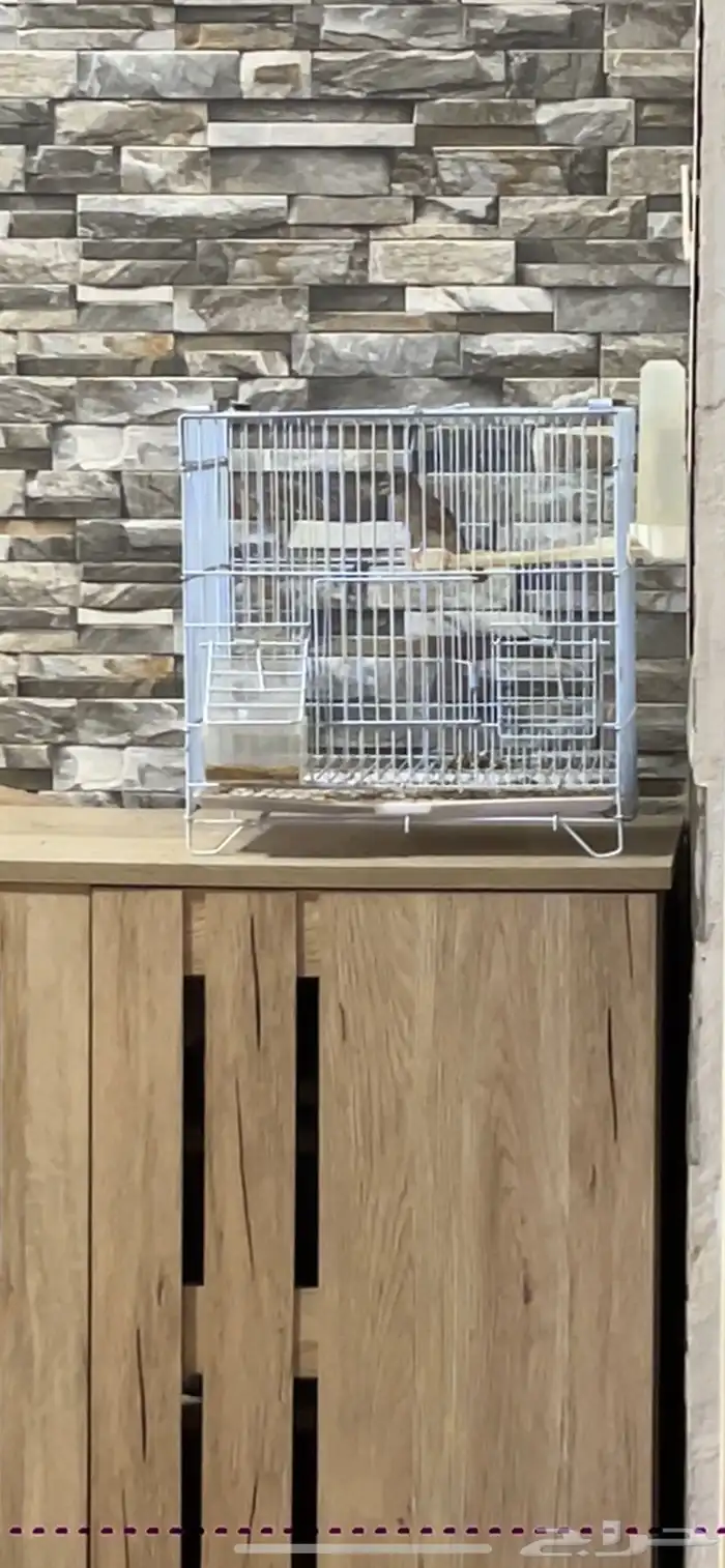 ماشاءالله ذكر ياسمين طايفي تغريد 2