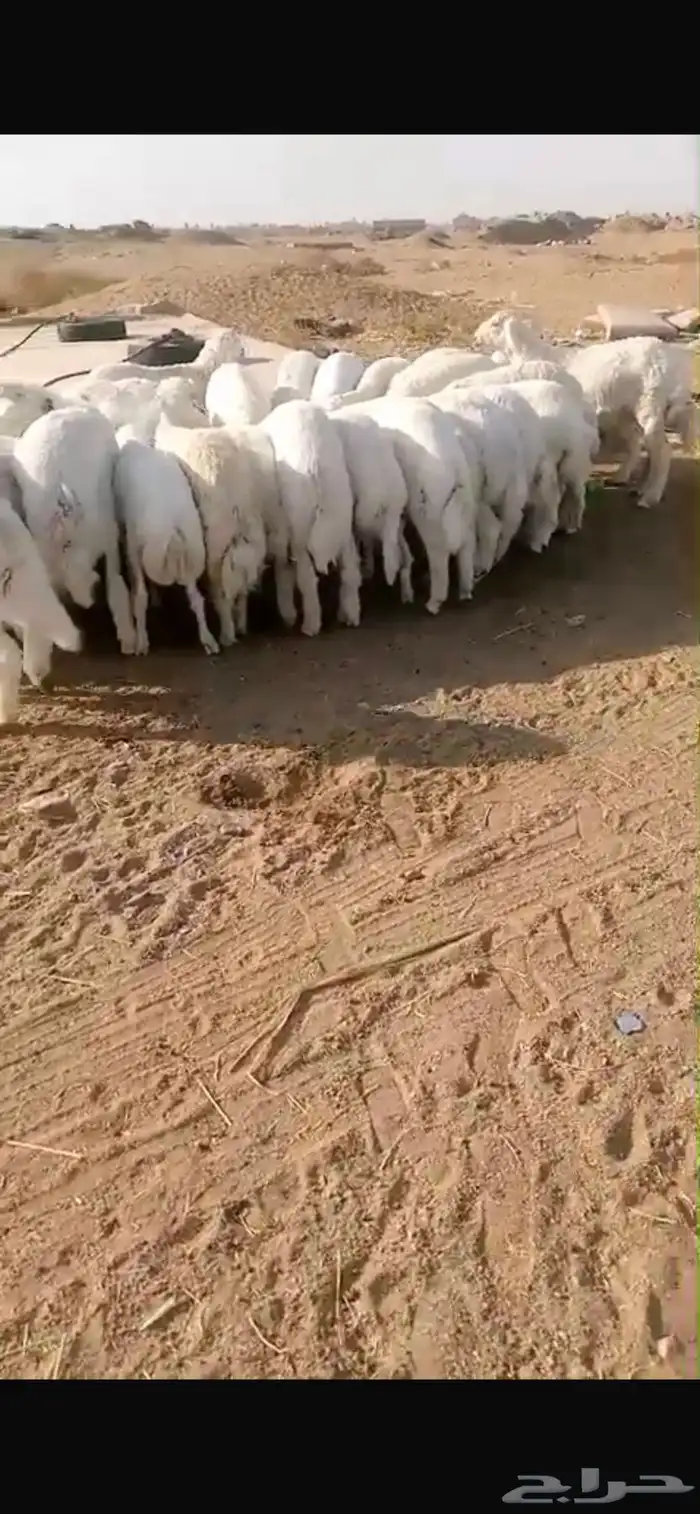 ذبايح حرية وباسعار مناسبة 1