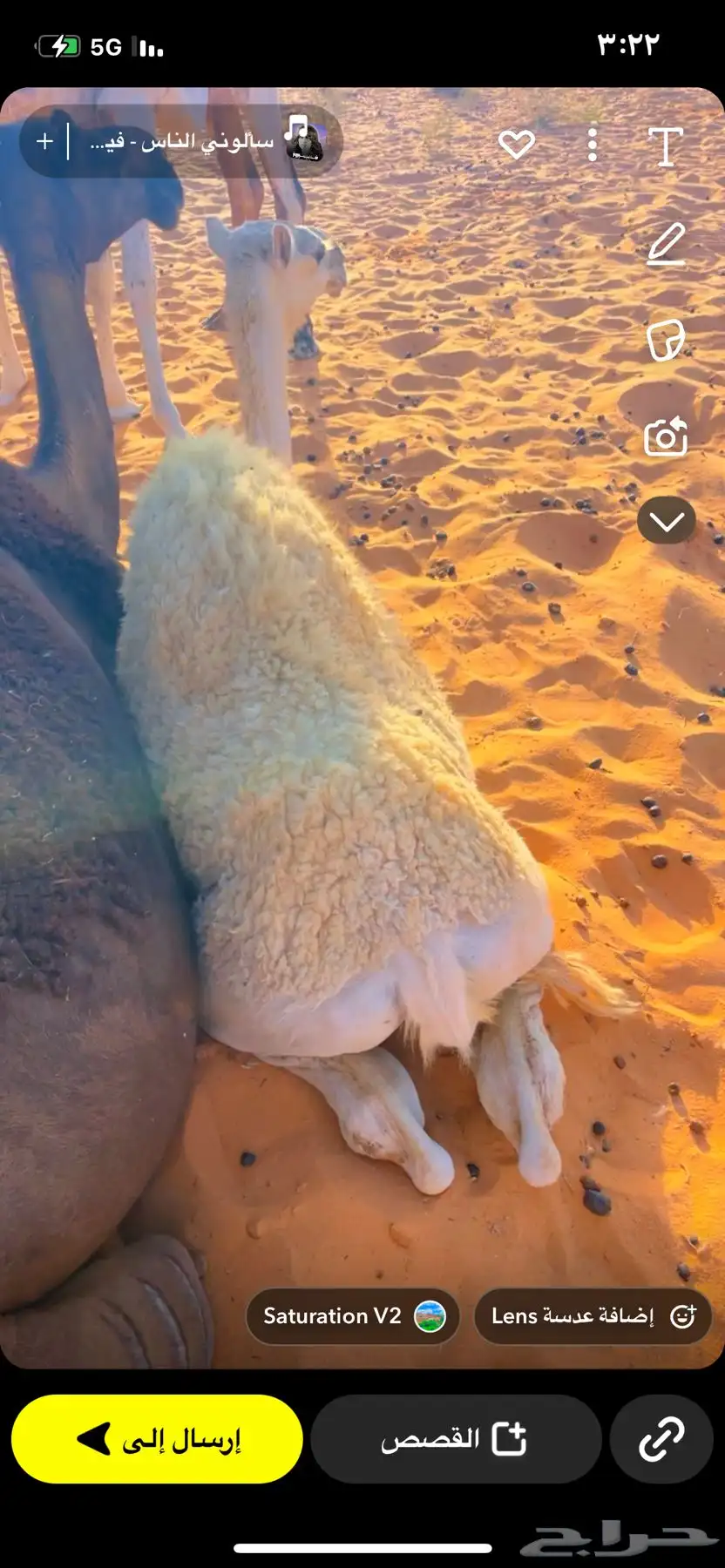 حشو طيبات على حليب أمهاتهن 1