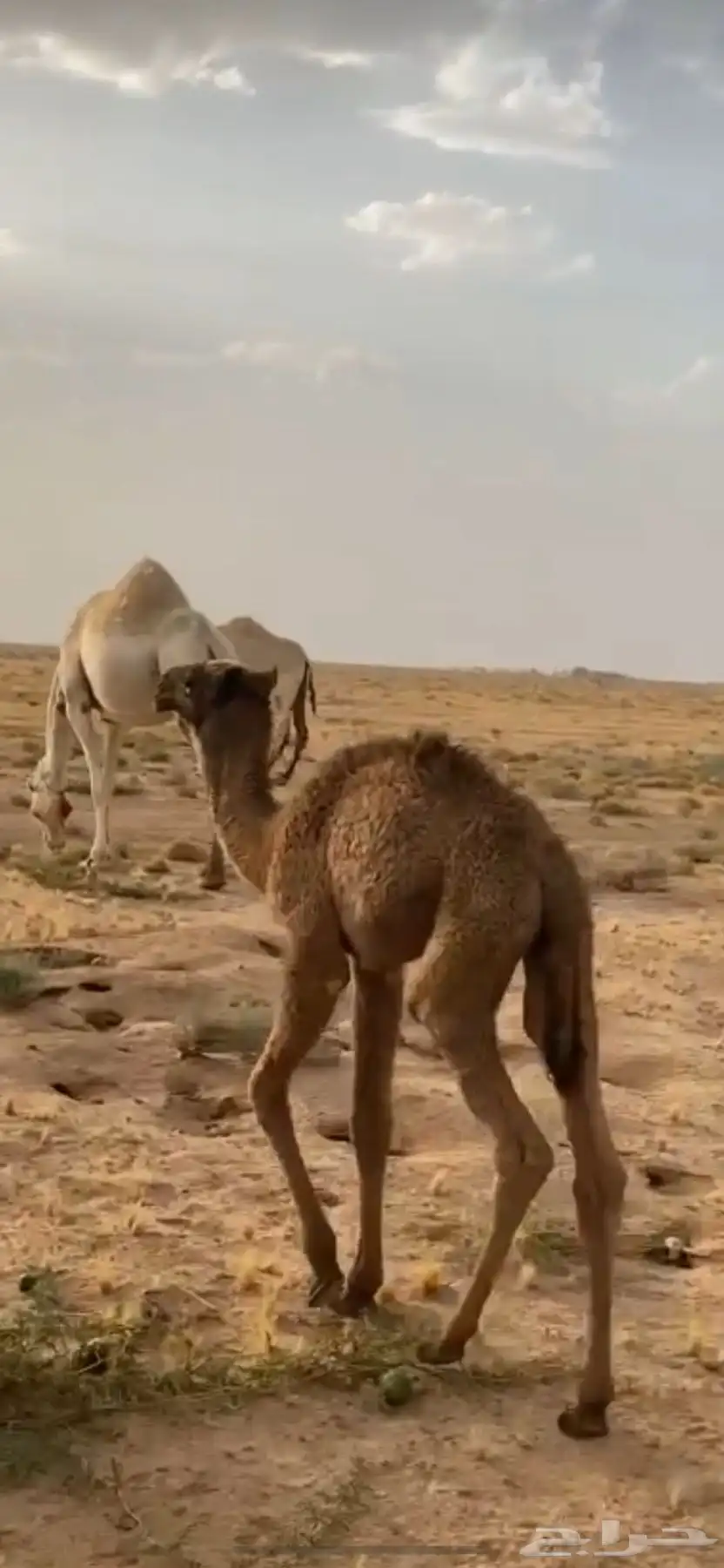 خلفه وضحا 1