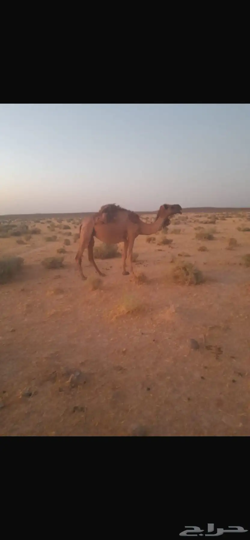 ناقه 1