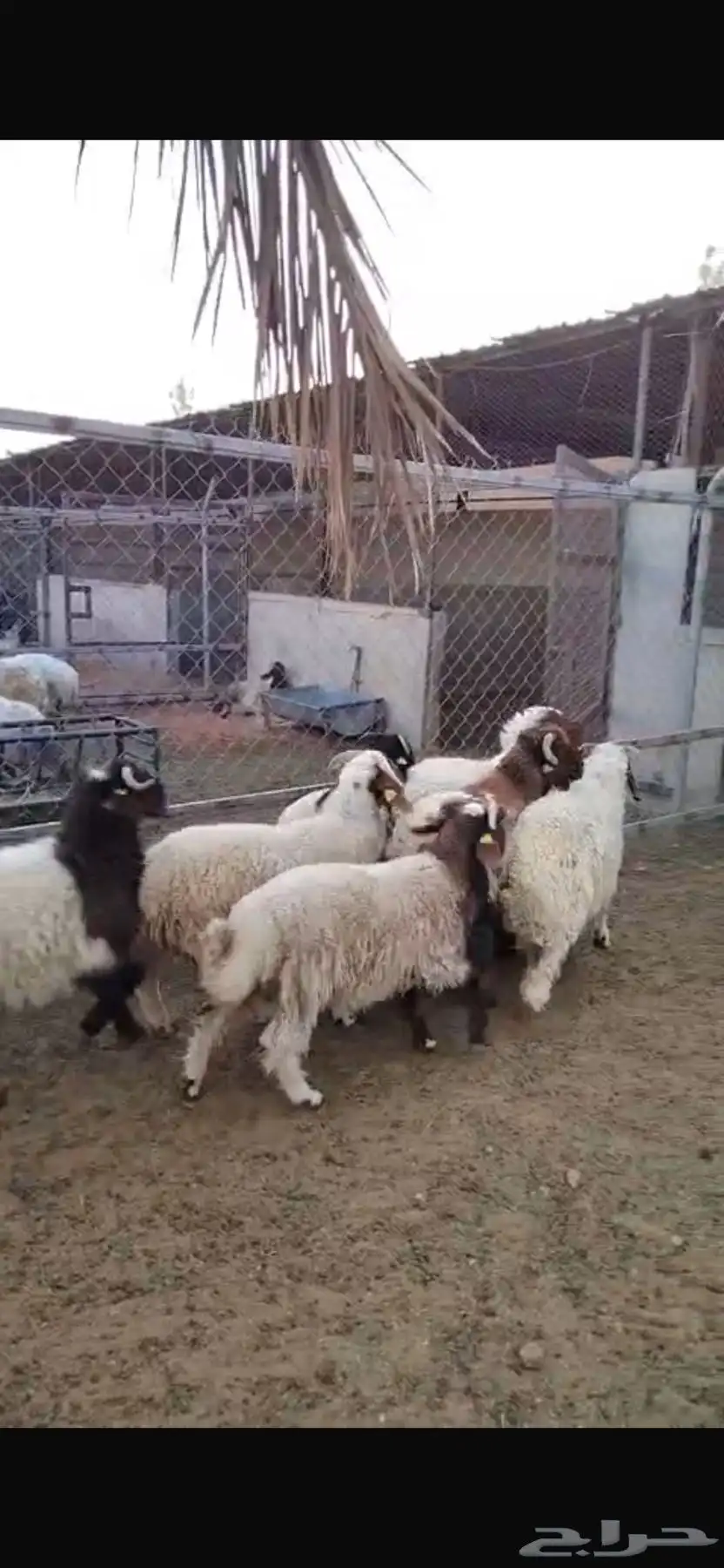 طليان السن جذع طيبات 1