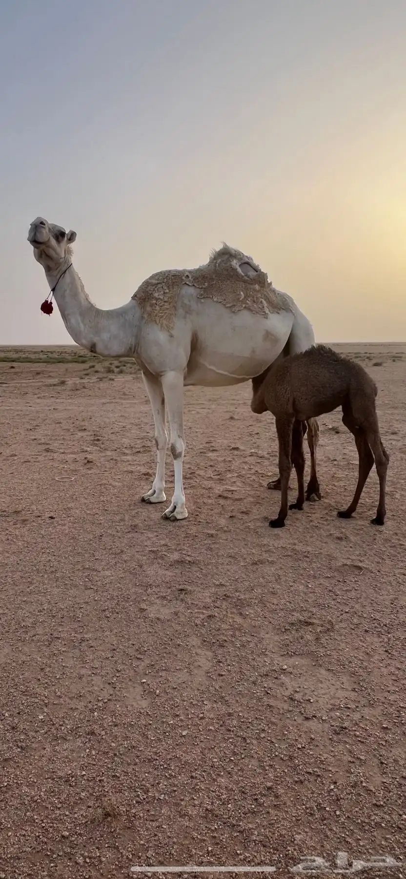 خلفه وضحا 3
