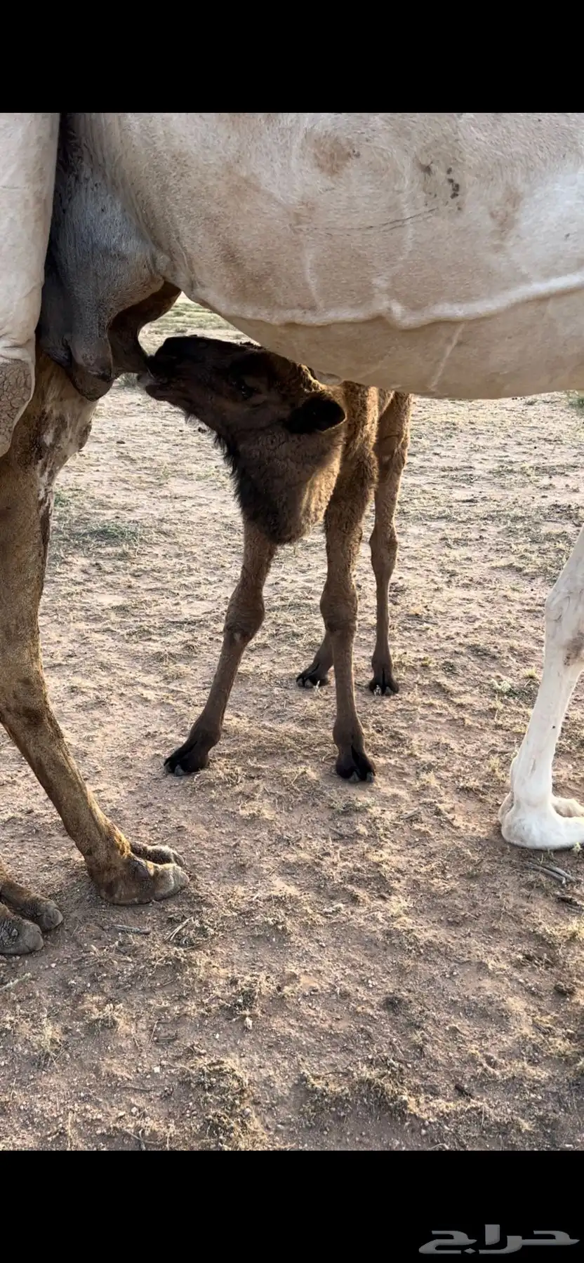 خلفه وضحا 4
