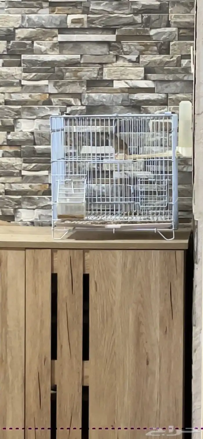 ماشاءالله ذكر ياسمين طايفي تغريد 0