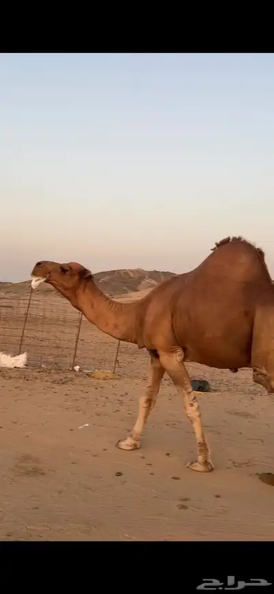 بعير جمل ساحلي(( تم البيع )) 4