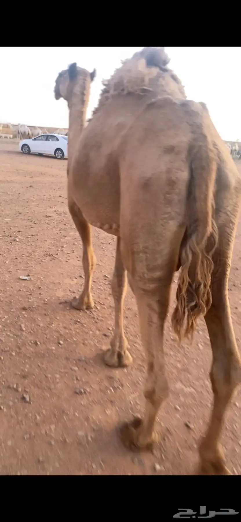 للبيع عشرا ضريبة شعلا 1