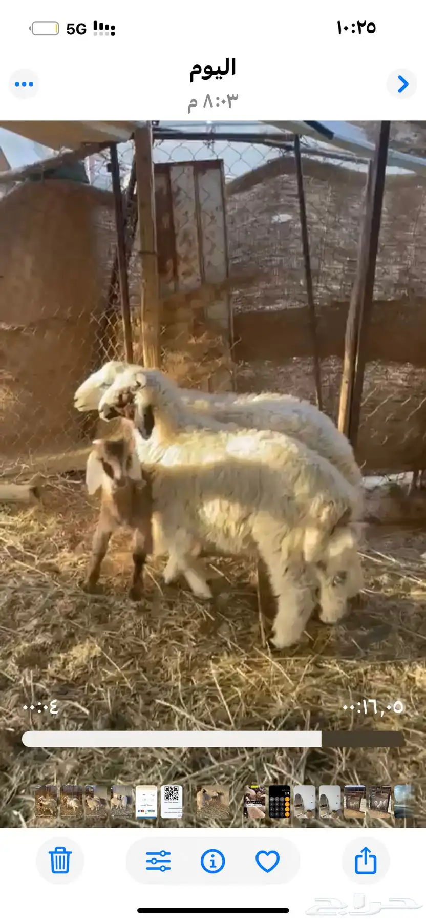 خرفان فل الفل من انتاج المزرعه 4