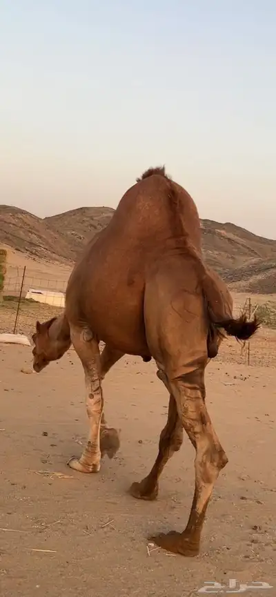 بعير جمل ساحلي(( تم البيع )) 5