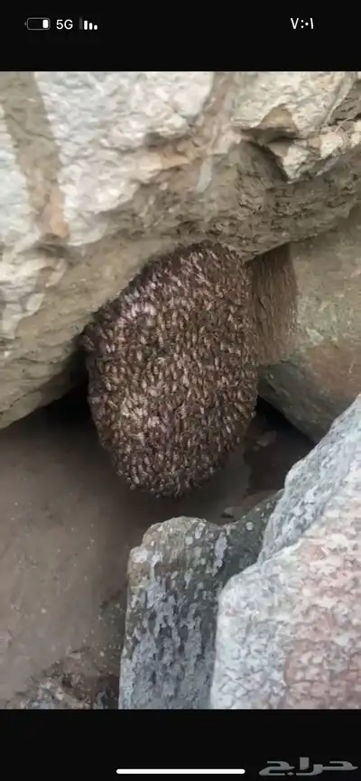 نحل اندلوسي حصلته عندي في بيت 0