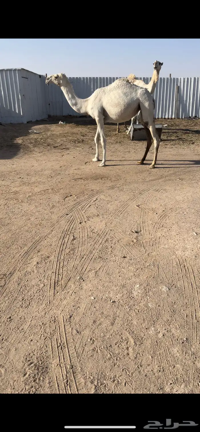 بكره وضحا 0