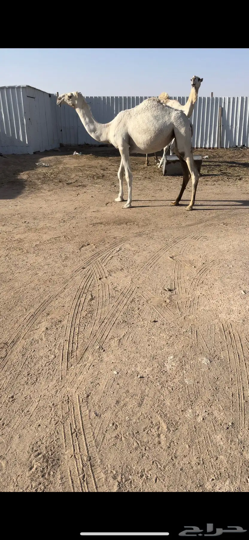 بكره وضحا 0