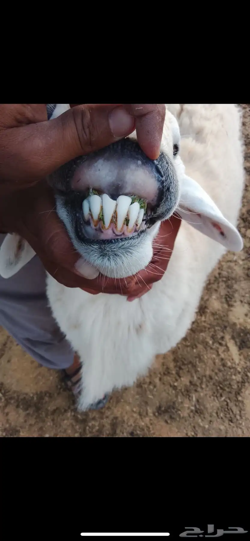فحل حري 1