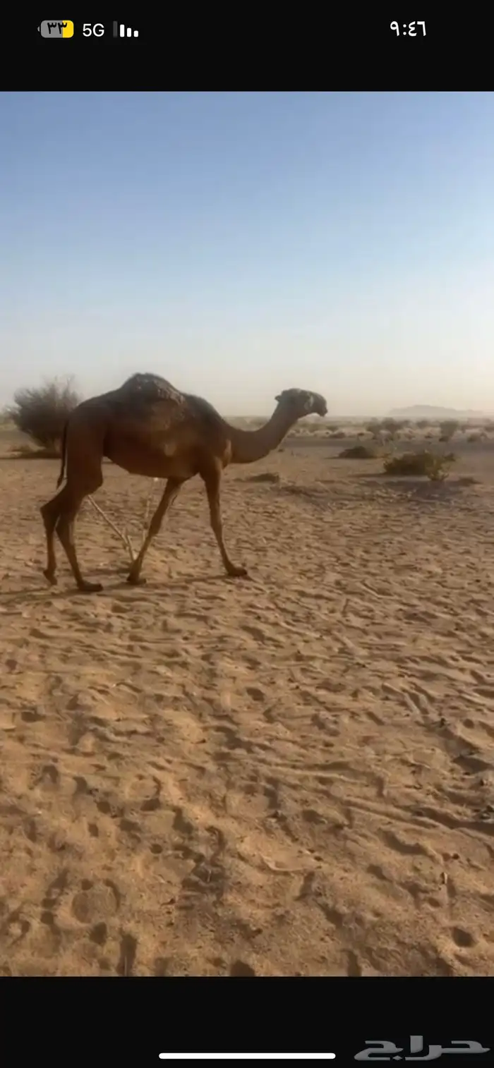بكرة صفرا حقه عليانيه 1