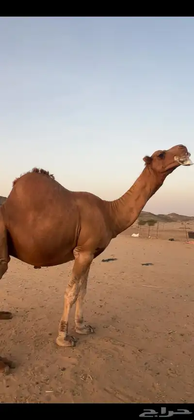 بعير جمل ساحلي(( تم البيع )) 0