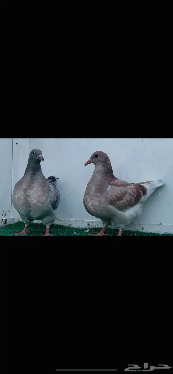 طبه تاكسن top 3
