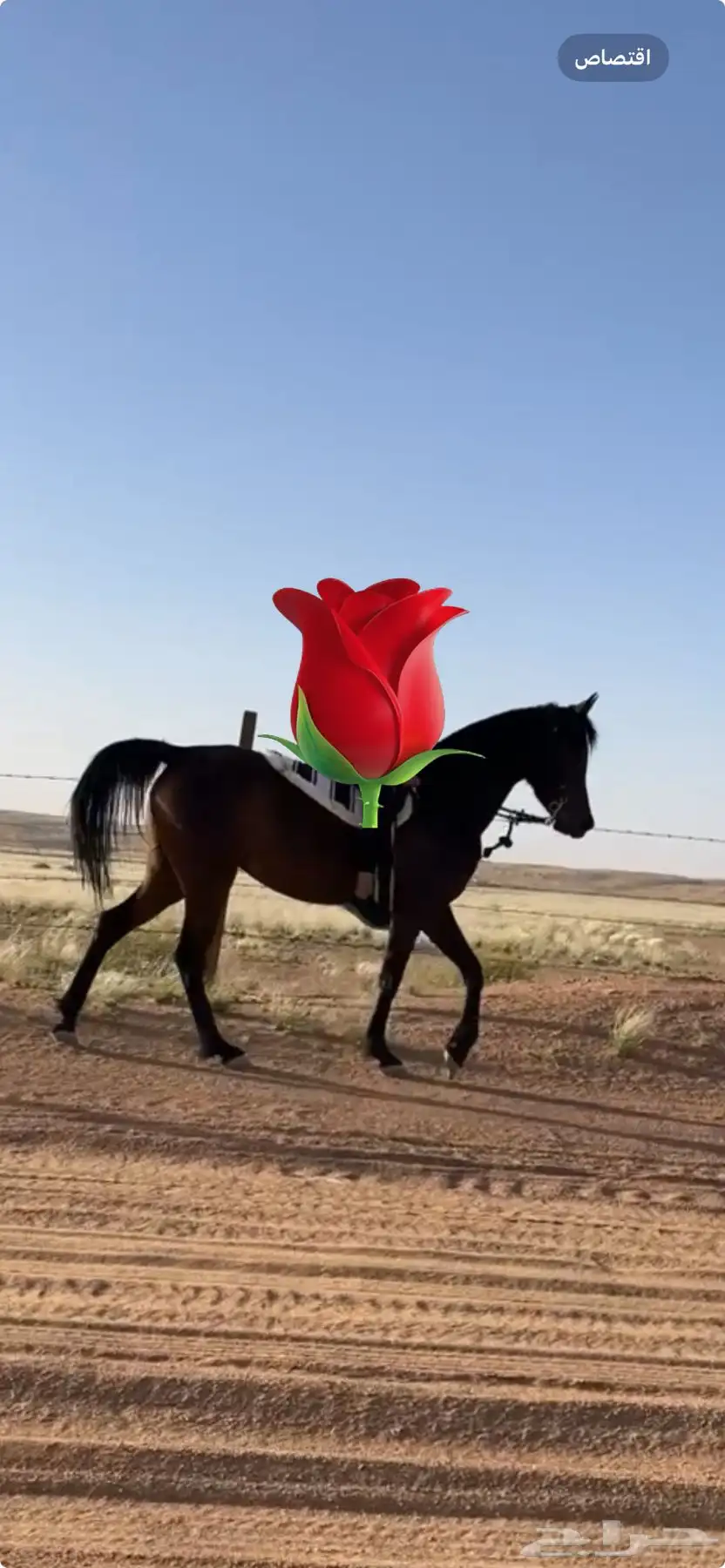 فرس عربيه شعبيه شيخه 0