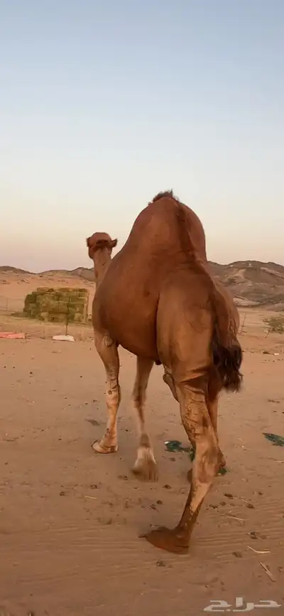 بعير جمل ساحلي(( تم البيع )) 2