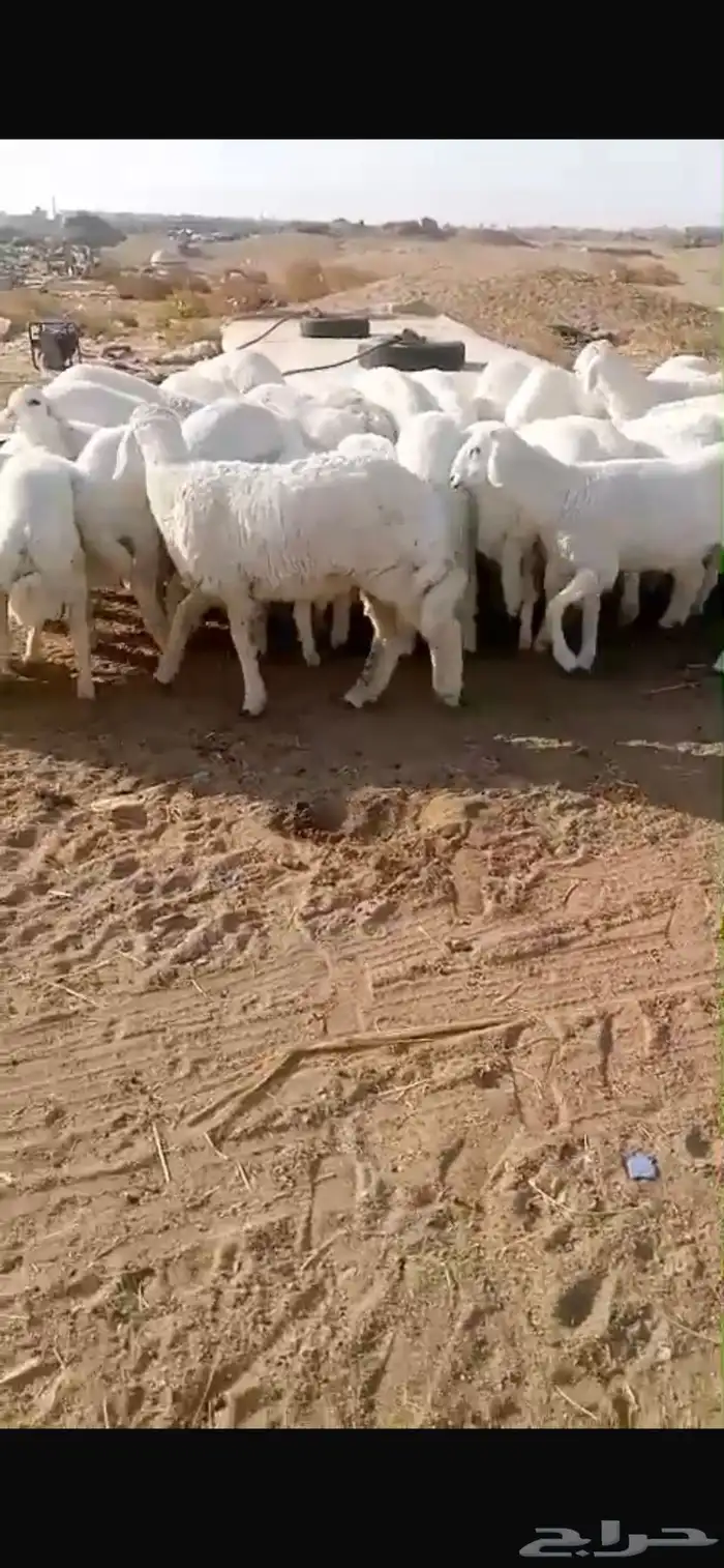 ذبايح حرية وباسعار مناسبة 0
