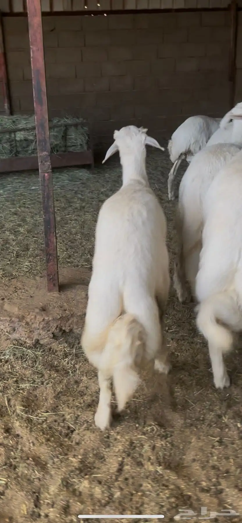 خرفان جبره 4