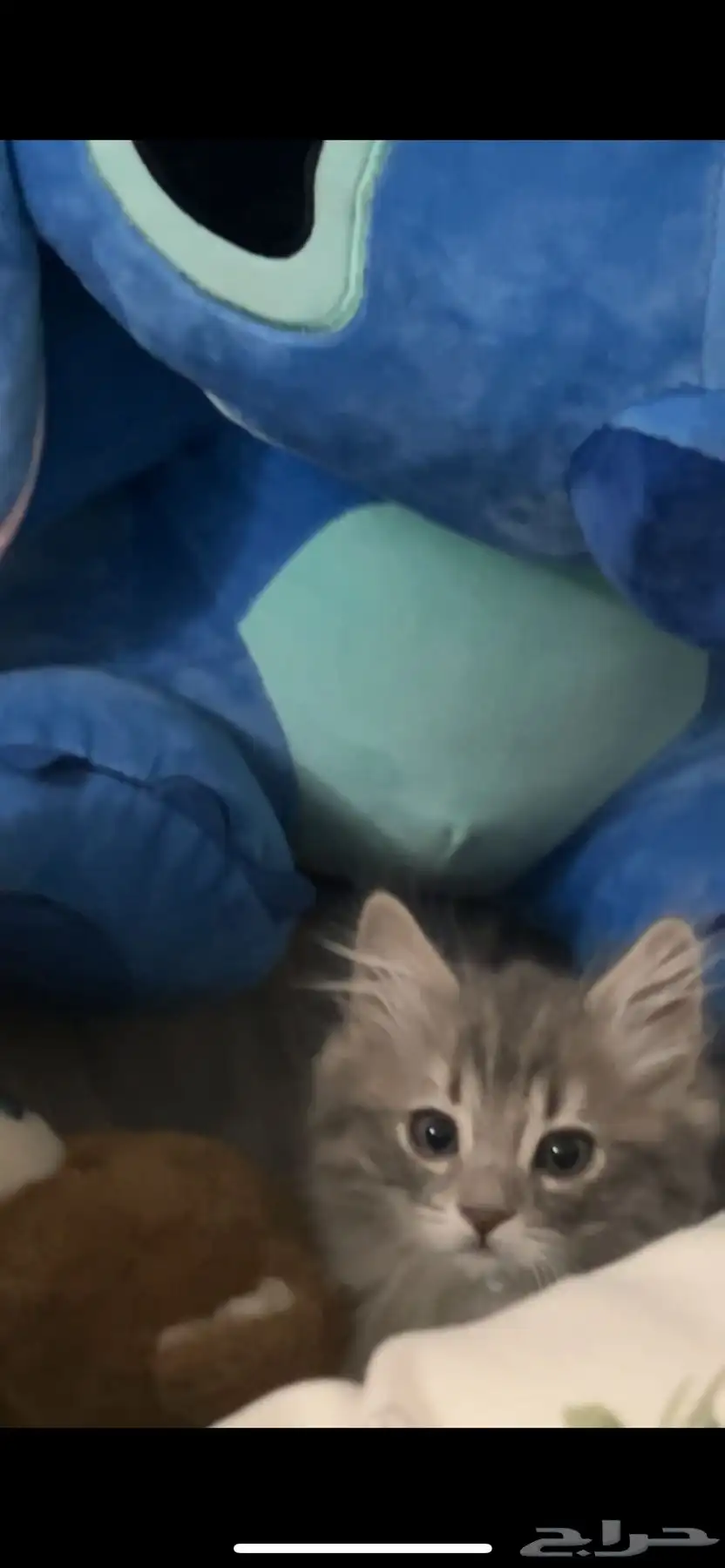 قطط 0