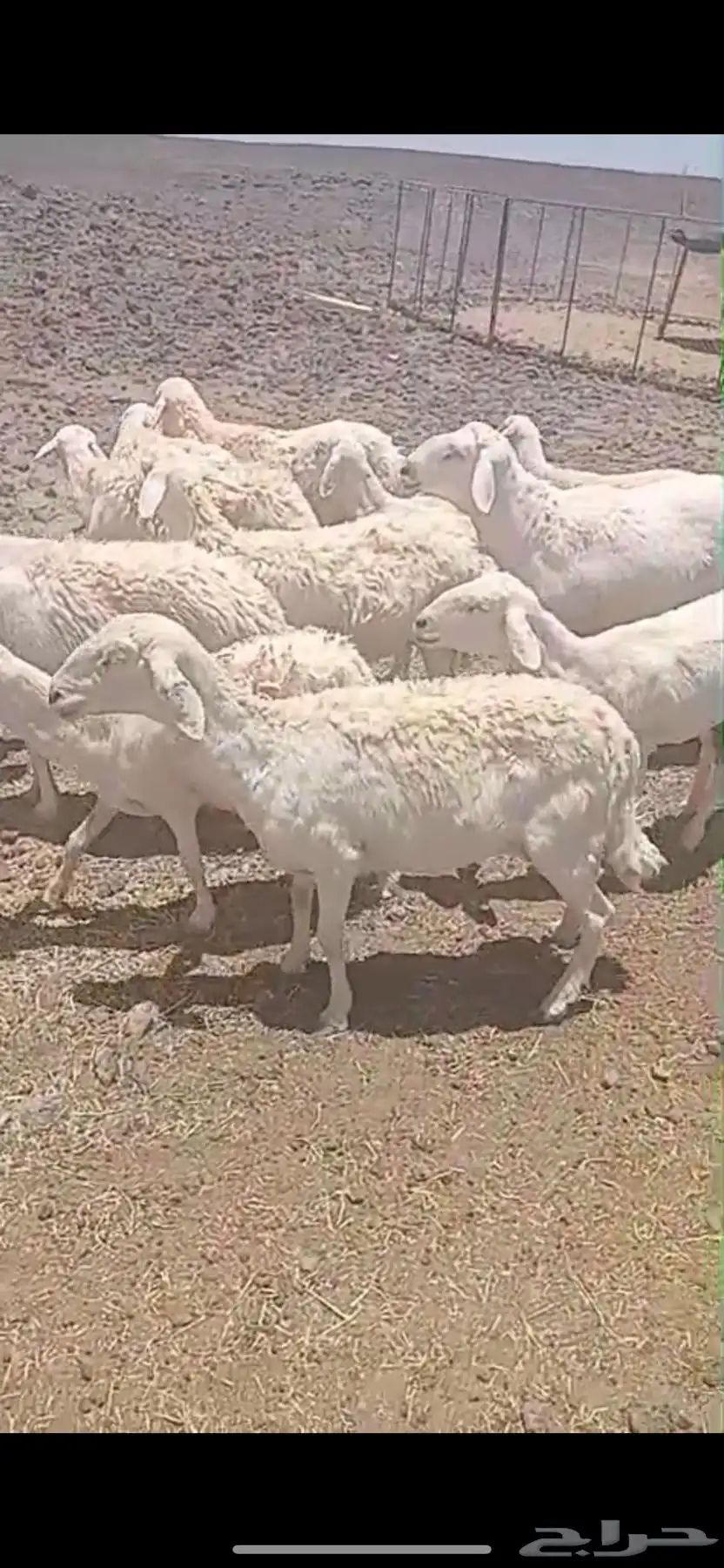 حري حرش 3