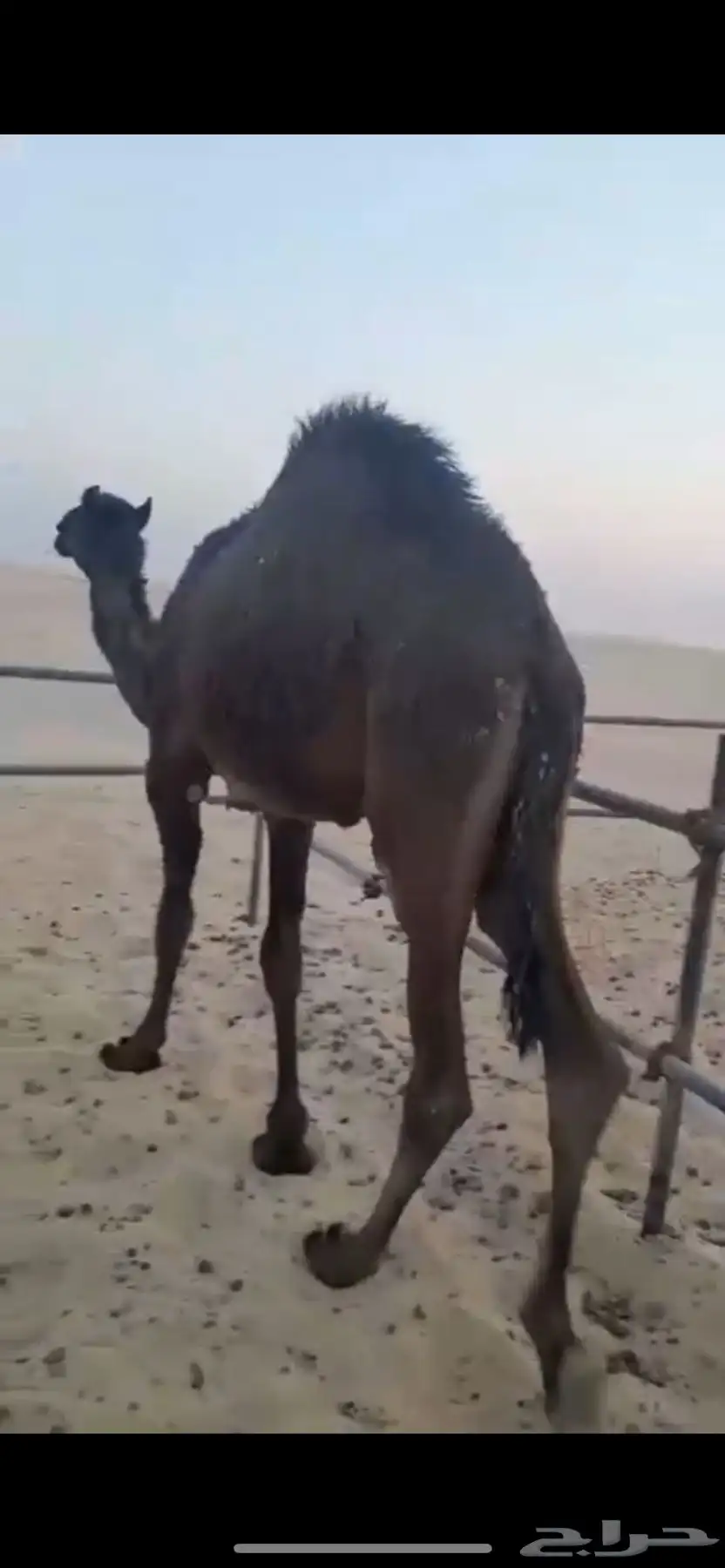 قعود سمين ينفع حق اعراس 0