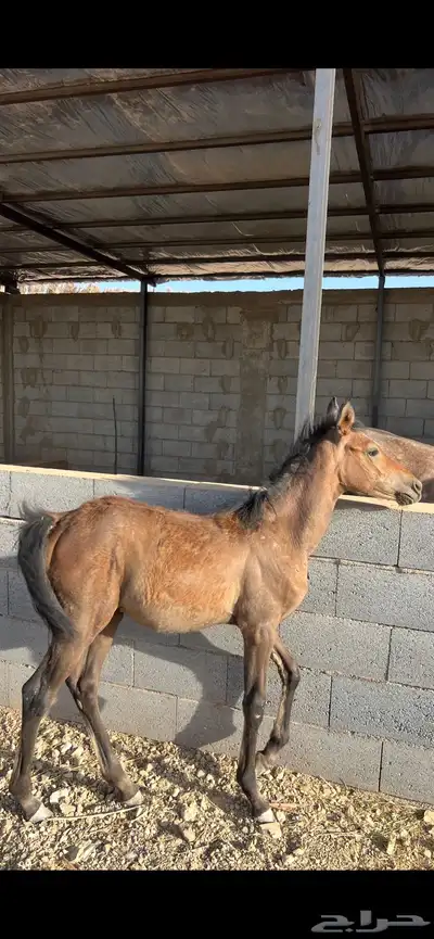 مهره شعبيه العمر 4 شهور 1