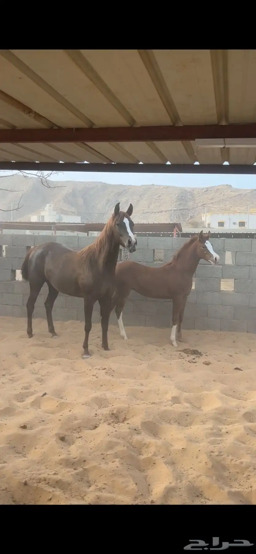 فرس شعبيه كفو جدا وتشبه الواهو 5