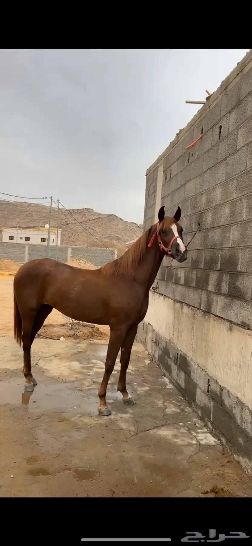فرس شعبيه كفو جدا وتشبه الواهو 2