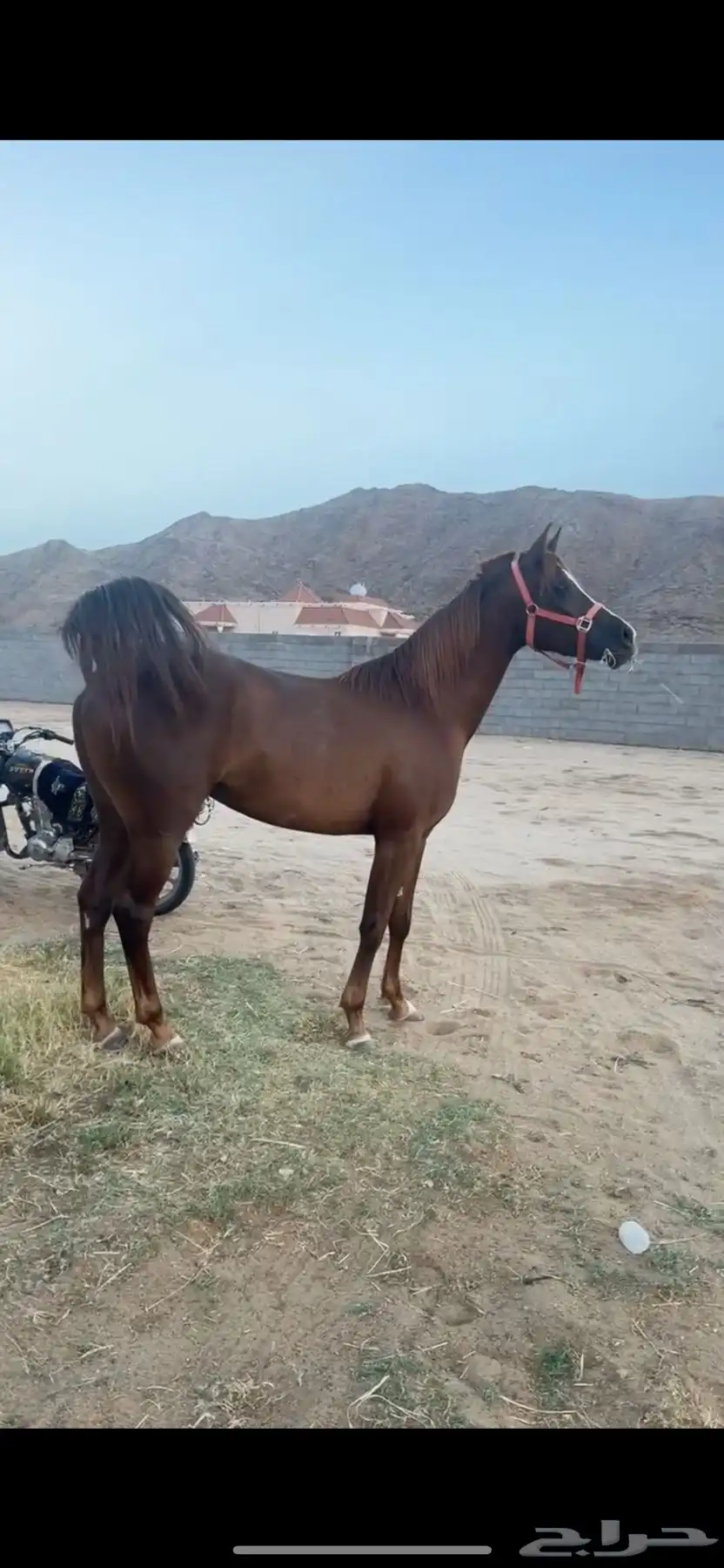 فرس شعبيه كفو جدا وتشبه الواهو 1