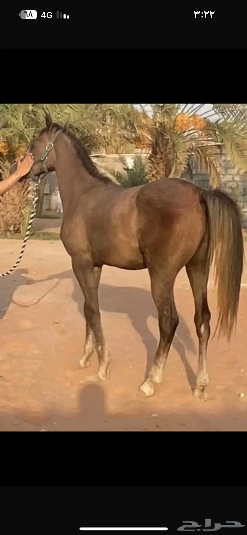 مهر شعبي 1