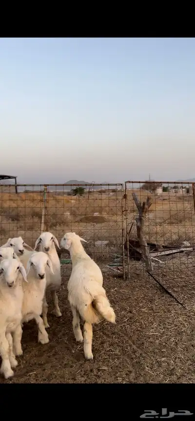 طليان العدد 10 0