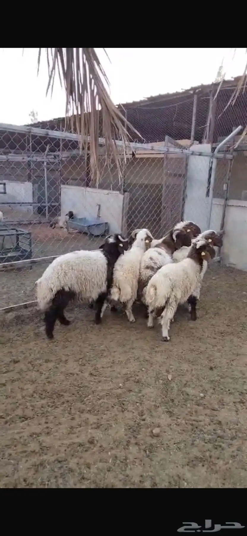 طليان السن جذع طيبات 2
