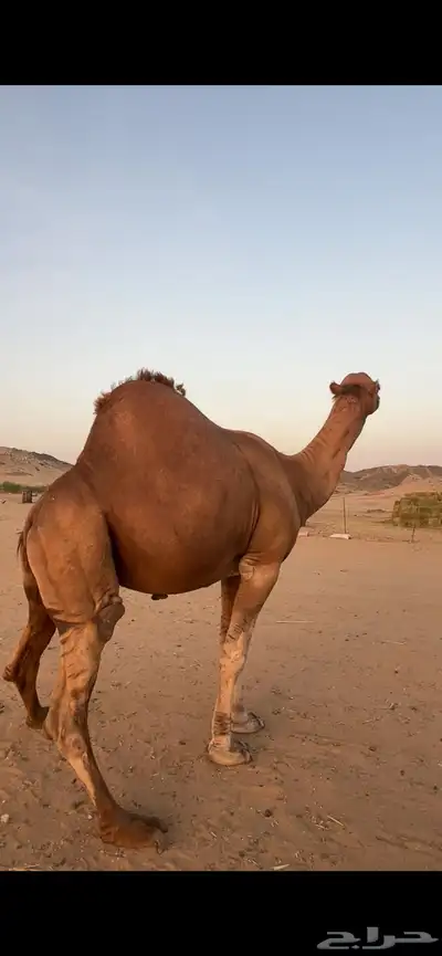 بعير جمل ساحلي(( تم البيع )) 1