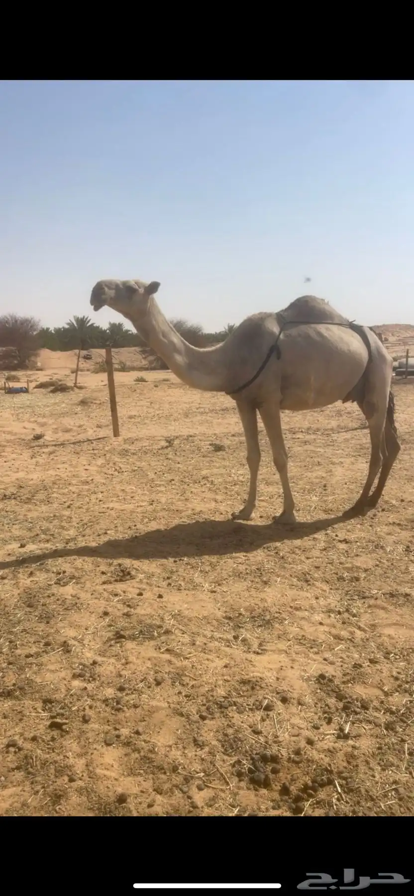 عشرا شقحا 0