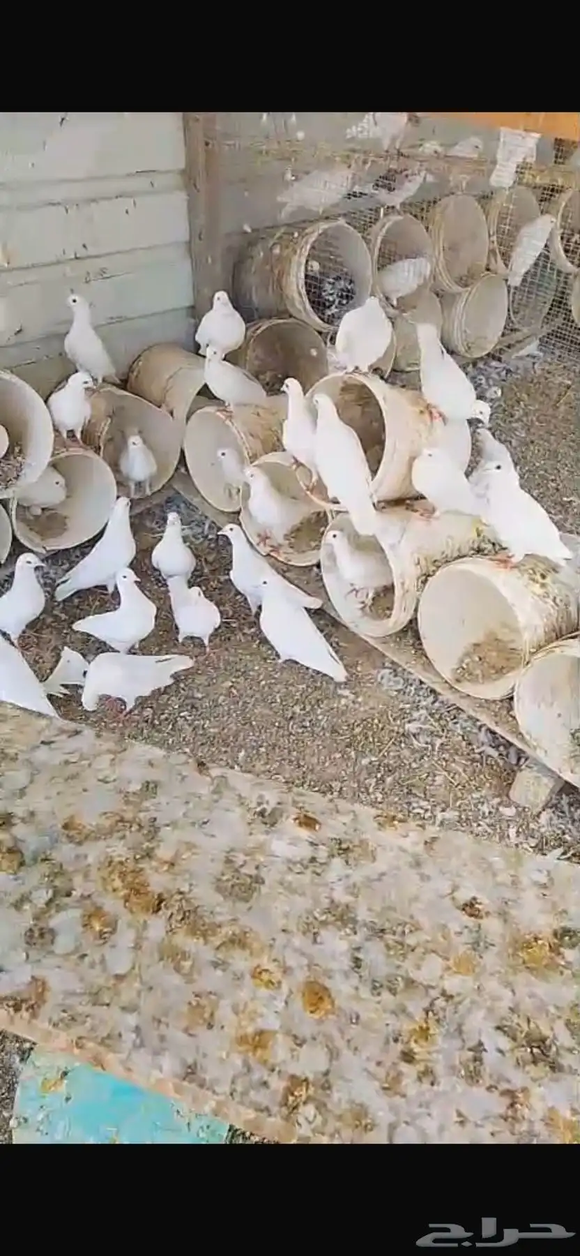 حمام فرنسي منتج 3