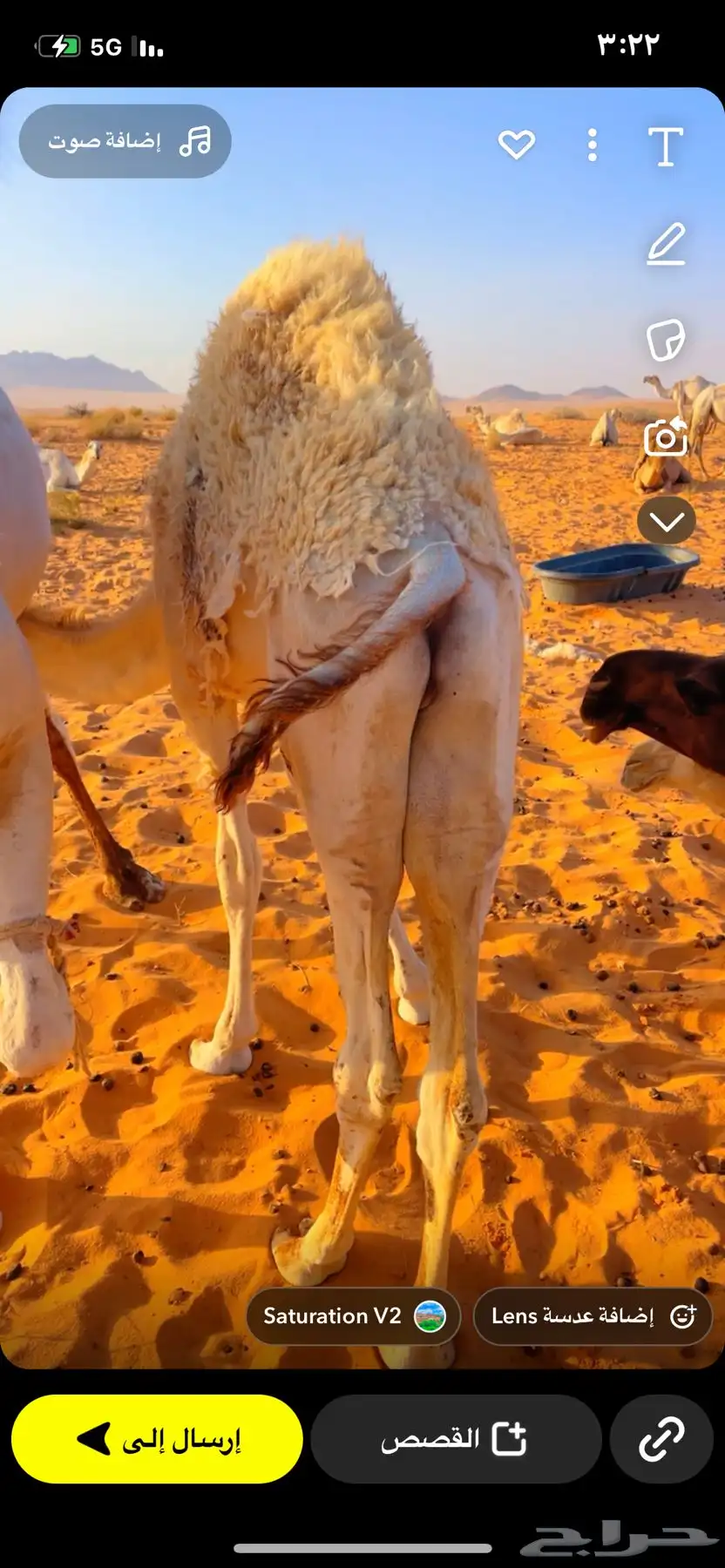 حشو طيبات على حليب أمهاتهن 0