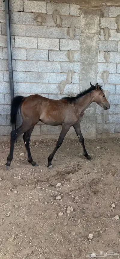 مهره شعبيه العمر 4 شهور 2