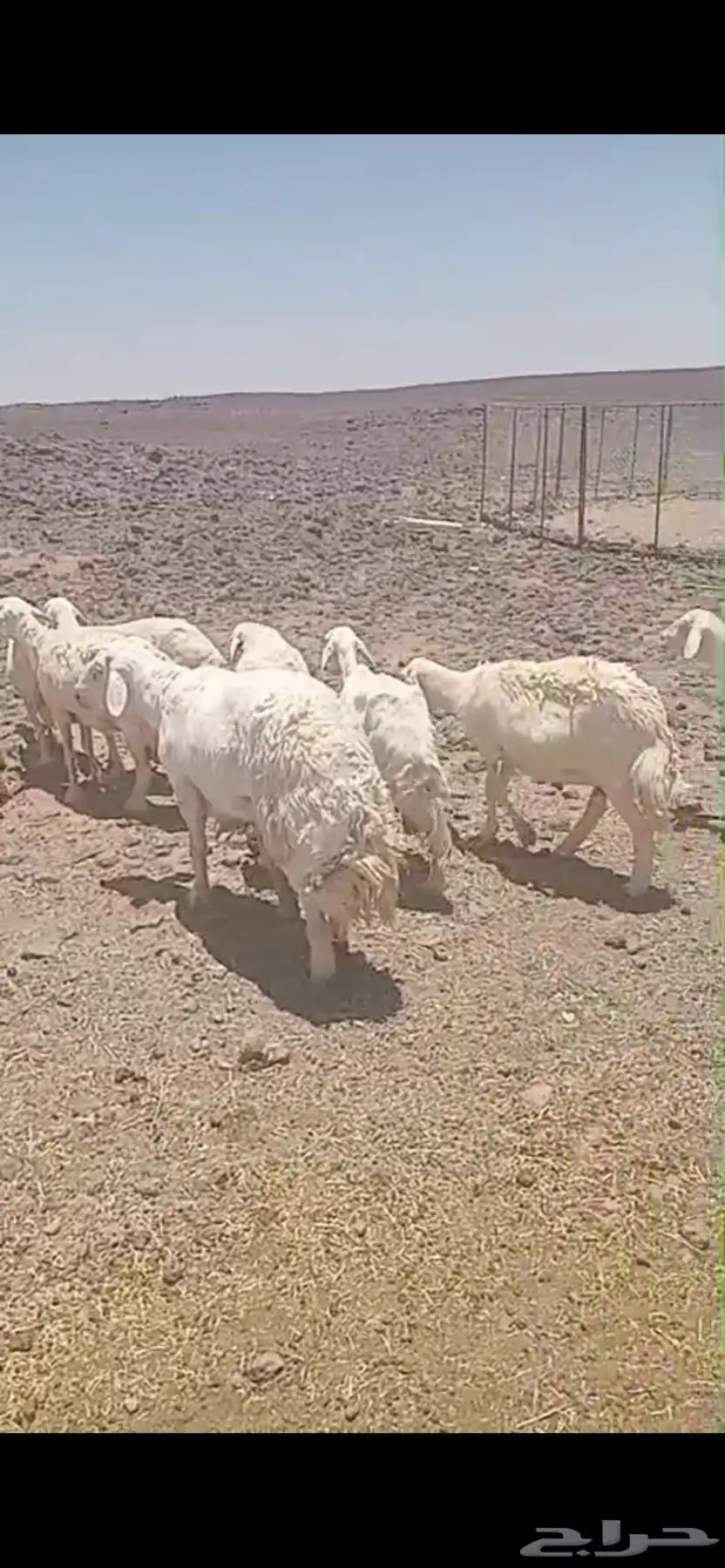 حري حرش 0