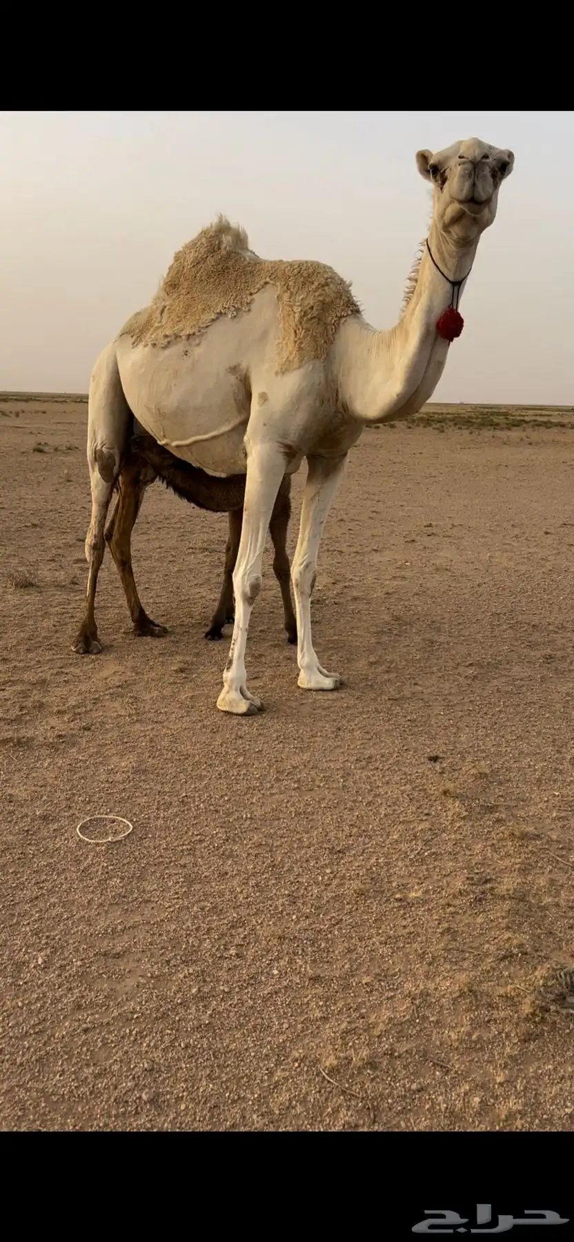 خلفه وضحا 2
