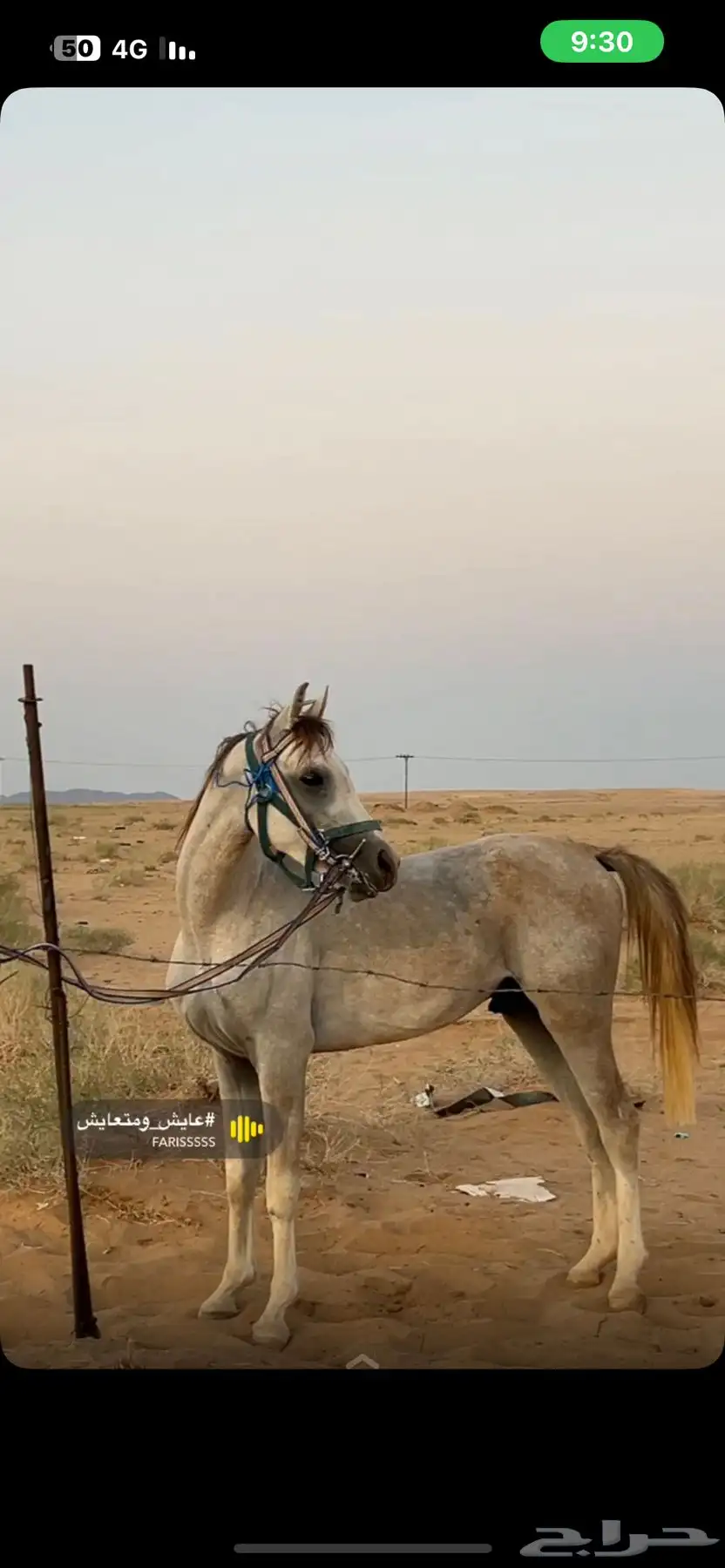 حصان 3