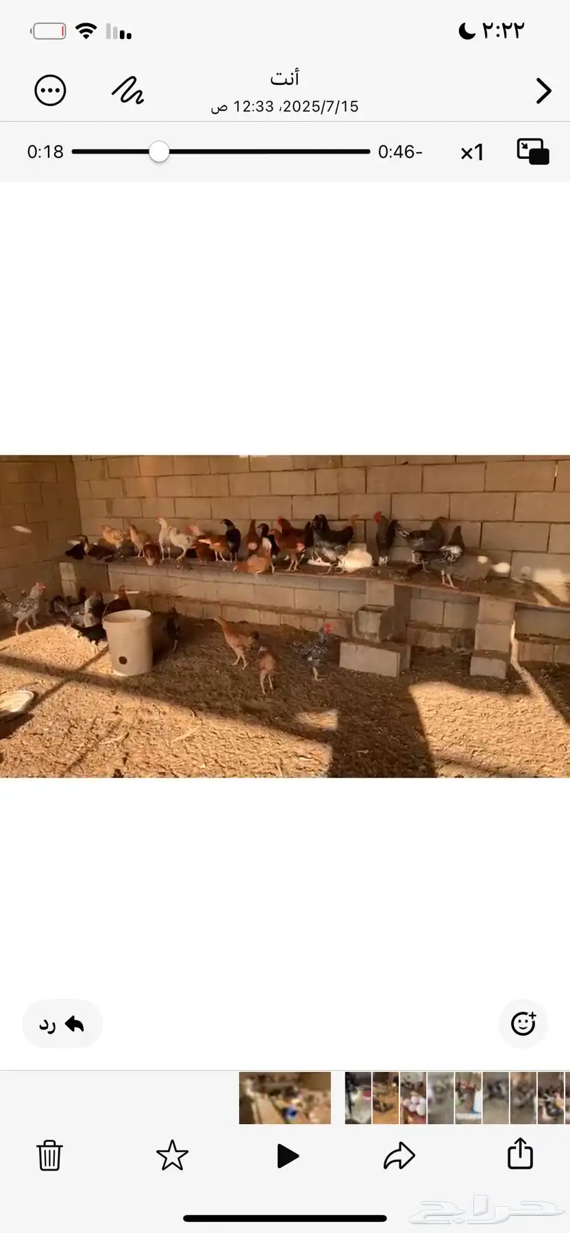 فراريج تركي وبلدي و لوهمان 2