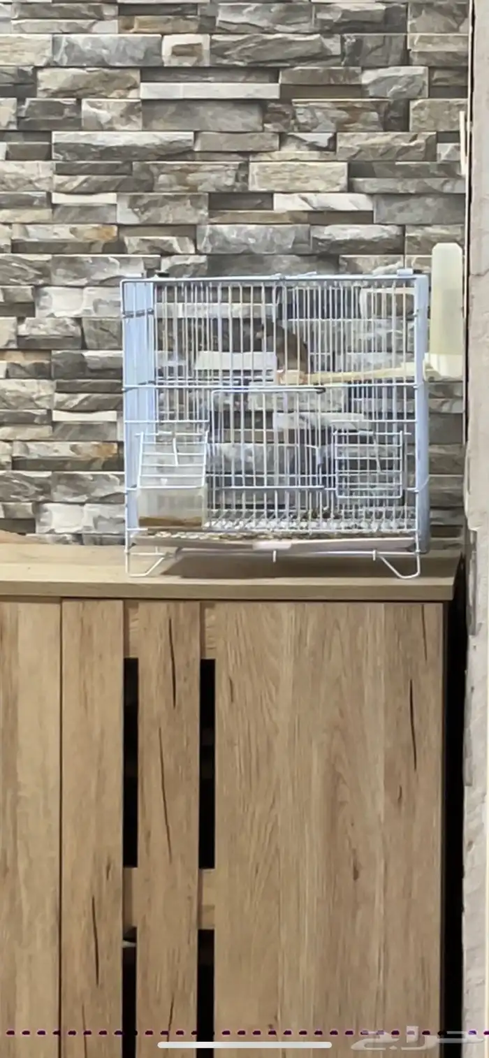 ماشاءالله ذكر ياسمين طايفي تغريد 1